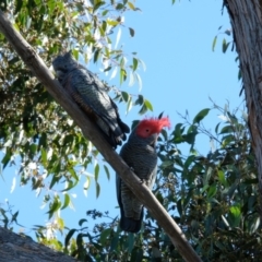 Callocephalon fimbriatum (Gang-gang Cockatoo) at Lyneham, ACT - 16 Jul 2023 by KaleenBruce