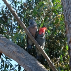 Callocephalon fimbriatum at Lyneham, ACT - suppressed