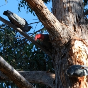 Callocephalon fimbriatum at Lyneham, ACT - suppressed