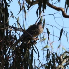 Anthochaera carunculata (Red Wattlebird) at Symonston, ACT - 16 Jul 2023 by RodDeb