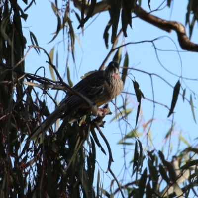 Anthochaera carunculata (Red Wattlebird) at Symonston, ACT - 16 Jul 2023 by RodDeb