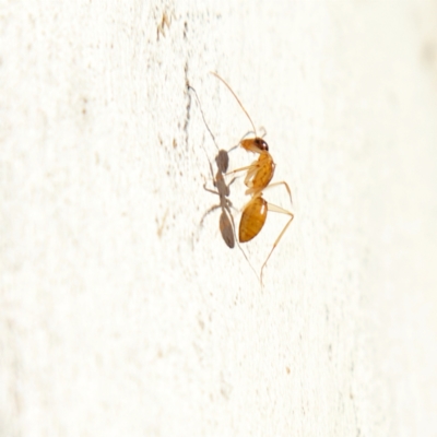 Camponotus claripes (Pale-legged sugar ant) at Higgins, ACT - 15 Jul 2023 by Trevor