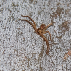 Sparassidae (family) (A Huntsman Spider) at Higgins, ACT - 15 Jul 2023 by Trevor