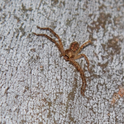 Sparassidae (family) (A Huntsman Spider) at Higgins, ACT - 15 Jul 2023 by Trevor