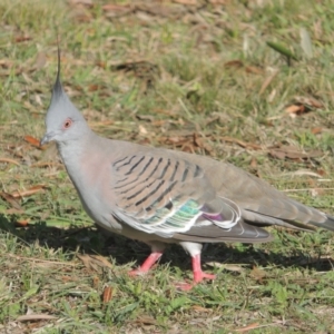 Ocyphaps lophotes at Richardson, ACT - 15 Jul 2023