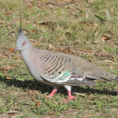 Ocyphaps lophotes (Crested Pigeon) at Richardson, ACT - 15 Jul 2023 by michaelb