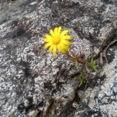 Senecio madagascariensis (Madagascan Fireweed, Fireweed) at Nethercote, NSW - 14 Jul 2023 by mahargiani