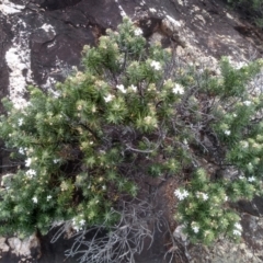 Westringia fruticosa (Native Rosemary) at Tathra, NSW - 15 Jul 2023 by mahargiani
