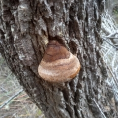 Unidentified Pored or somewhat maze-like on underside [bracket polypores] at Tathra, NSW - 15 Jul 2023 by mahargiani