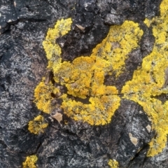 Unidentified Lichen at Tathra, NSW - 15 Jul 2023 by mahargiani