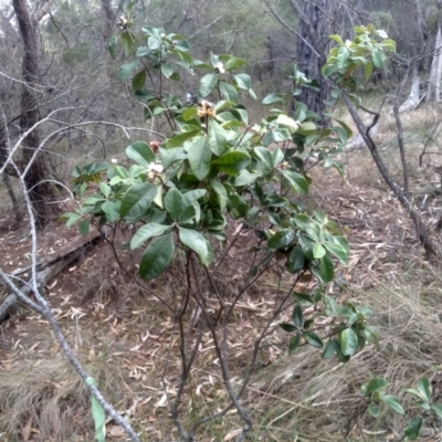Pittosporum revolutum (Large-fruited Pittosporum) at Tathra, NSW - 15 Jul 2023 by mahargiani