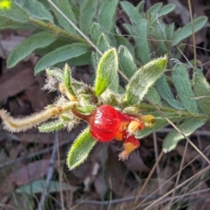 Grevillea alpina at Acton, ACT - 16 Jul 2023 10:18 AM