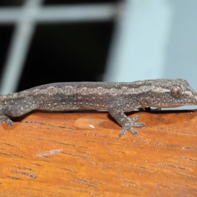 Hemidactylus frenatus at Capalaba, QLD - 5 Jul 2023 by TimL