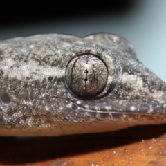 Hemidactylus frenatus at Capalaba, QLD - 5 Jul 2023 by TimL