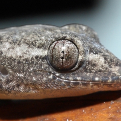 Hemidactylus frenatus (Asian House Gecko) at Capalaba, QLD - 5 Jul 2023 by TimL
