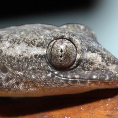 Unidentified Monitor or Gecko at Capalaba, QLD - 4 Jul 2023 by TimL