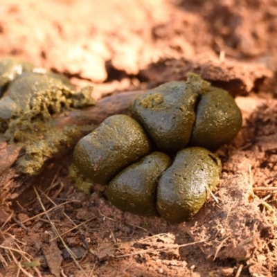 Vombatus ursinus (Common wombat, Bare-nosed Wombat) at Woodstock Nature Reserve - 17 Jul 2023 by Thurstan