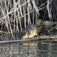 Hydromys chrysogaster (Rakali or Water Rat) at Jerrabomberra Wetlands - 19 Jul 2022 by davidcunninghamwildlife