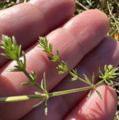 Asperula conferta (Common Woodruff) at Aranda, ACT - 17 Jul 2023 by lbradley