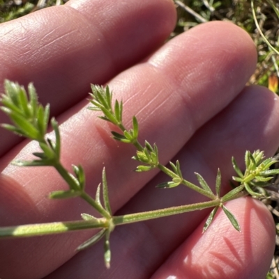 Asperula conferta (Common Woodruff) at Aranda Bushland - 17 Jul 2023 by lbradley