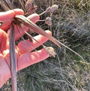 Bolboschoenus fluviatilis at Aranda, ACT - 17 Jul 2023