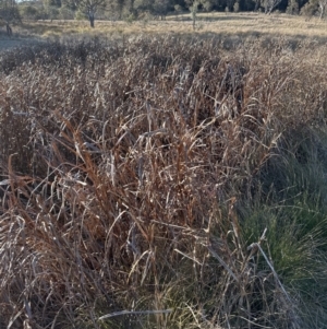 Bolboschoenus fluviatilis at Aranda, ACT - 17 Jul 2023