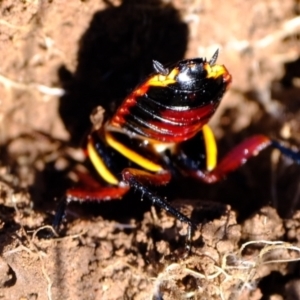 Platyzosteria similis at Stromlo, ACT - 17 Jul 2023