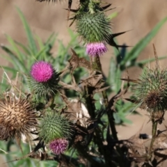 Cirsium vulgare (Spear Thistle) at Gateway Island, VIC - 17 Jul 2023 by KylieWaldon