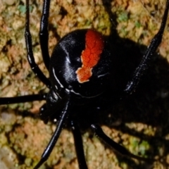 Latrodectus hasselti at Stromlo, ACT - 17 Jul 2023 12:52 PM