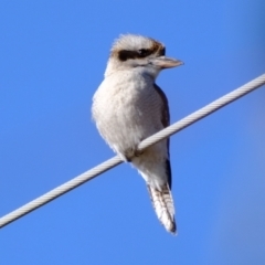 Dacelo novaeguineae (Laughing Kookaburra) at Woodstock Nature Reserve - 17 Jul 2023 by Kurt