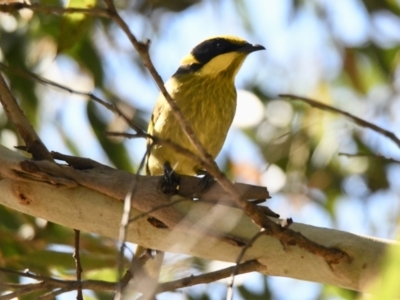 Lichenostomus melanops (Yellow-tufted Honeyeater) at Acton, ACT - 17 Jul 2023 by epic