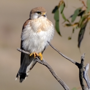 Falco cenchroides at Stromlo, ACT - 17 Jul 2023