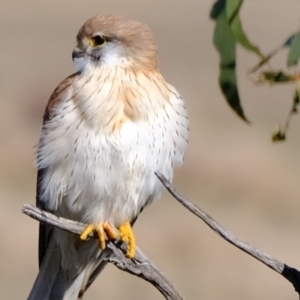 Falco cenchroides at Stromlo, ACT - 17 Jul 2023