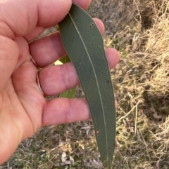 Eucalyptus blakelyi (Blakely's Red Gum) at Aranda Bushland - 17 Jul 2023 by lbradley