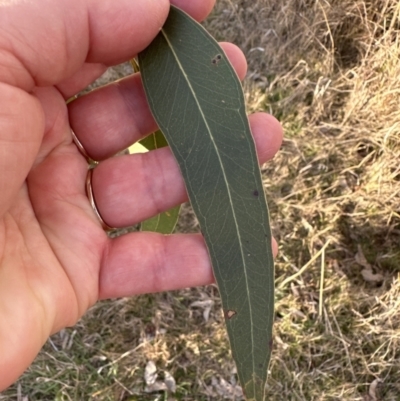 Eucalyptus blakelyi (Blakely's Red Gum) at Aranda, ACT - 17 Jul 2023 by lbradley