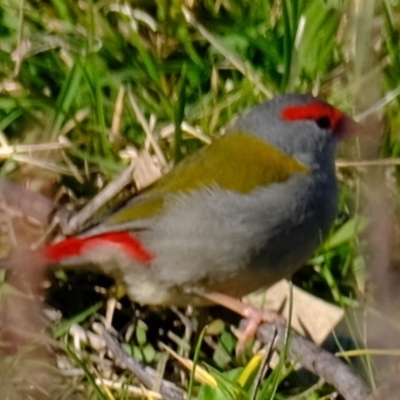Neochmia temporalis (Red-browed Finch) at Woodstock Nature Reserve - 17 Jul 2023 by Kurt