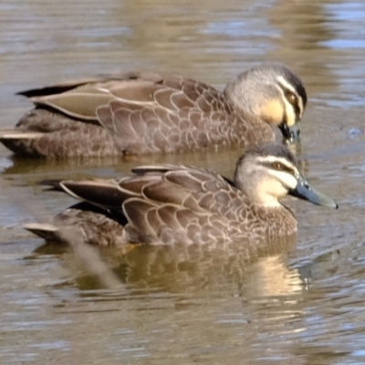 Anas superciliosa (Pacific Black Duck) at Woodstock Nature Reserve - 17 Jul 2023 by Kurt
