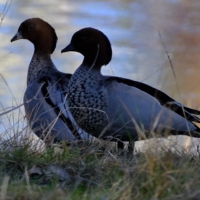 Chenonetta jubata (Australian Wood Duck) at Woodstock Nature Reserve - 17 Jul 2023 by Kurt