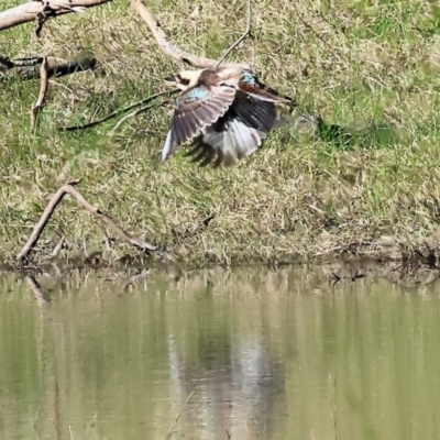 Dacelo novaeguineae (Laughing Kookaburra) at Gateway Island, VIC - 17 Jul 2023 by KylieWaldon