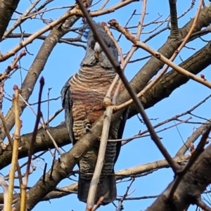 Callocephalon fimbriatum at Cook, ACT - 14 Jul 2023