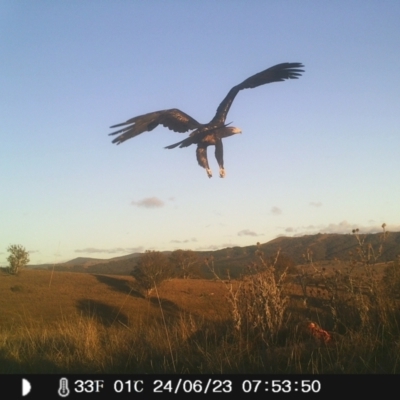 Aquila audax (Wedge-tailed Eagle) at Corrowong, NSW - 23 Jun 2023 by BlackFlat