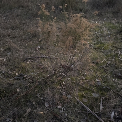 Cassinia sifton (Sifton Bush, Chinese Shrub) at Yarralumla, ACT - 17 Jul 2023 by lbradley