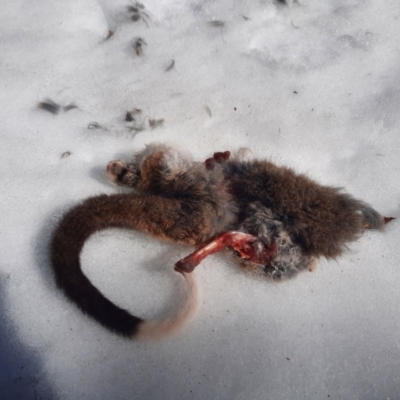 Pseudocheirus peregrinus (Common Ringtail Possum) at Kosciuszko National Park - 17 Jul 2023 by MB