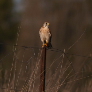 Falco cenchroides at Yarralumla, ACT - 17 Jul 2023 04:37 PM