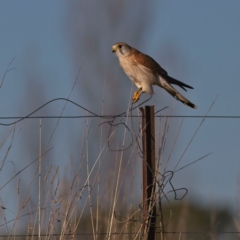 Falco cenchroides at Yarralumla, ACT - 17 Jul 2023 04:37 PM