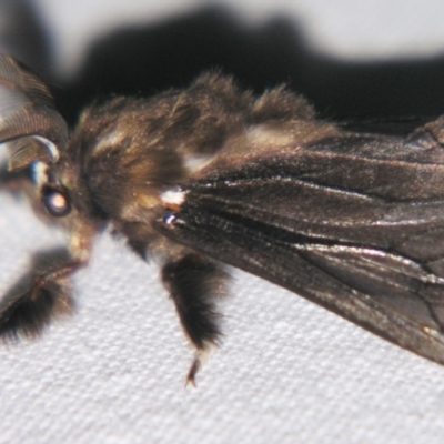 Clania ignobilis (Faggot Case Moth) at Sheldon, QLD - 28 Mar 2007 by PJH123