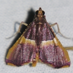 Endotricha mesenterialis (A Pyralid moth) at Sheldon, QLD - 28 Mar 2007 by PJH123