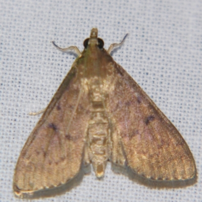 Herpetogramma licarsisalis (Sod Webworm) at Sheldon, QLD - 28 Mar 2007 by PJH123