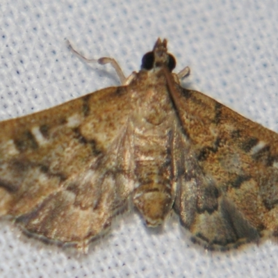 Nacoleia rhoeoalis (Spilomelinae) at Sheldon, QLD - 28 Mar 2007 by PJH123