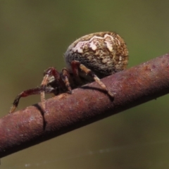 Salsa fuliginata (Sooty Orb-weaver) at Dry Plain, NSW - 14 Mar 2022 by AndyRoo